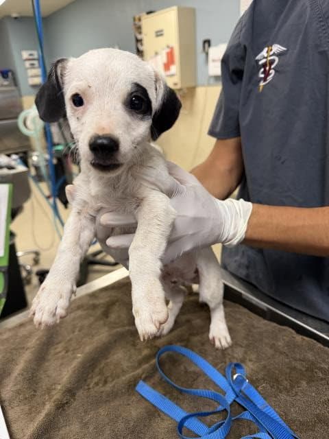 Unknown - Terrier