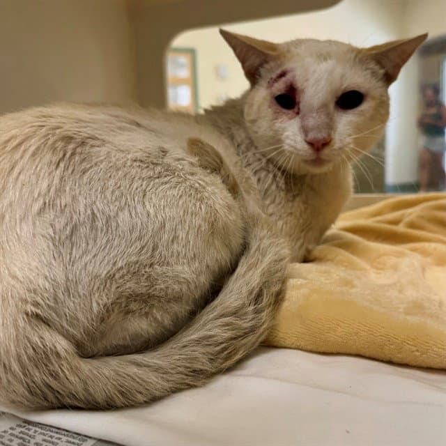 Zeus - Domestic Short Hair