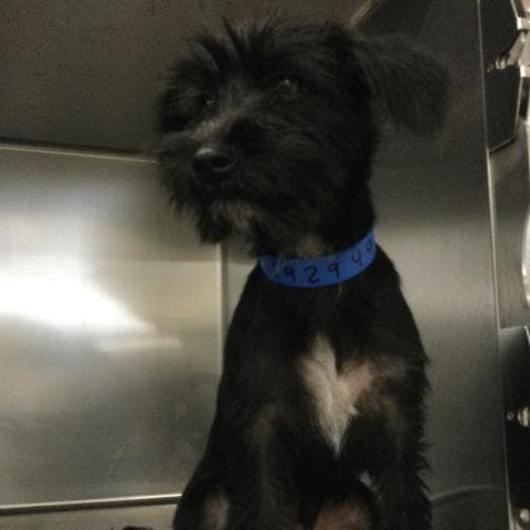 Malcolm - Terrier