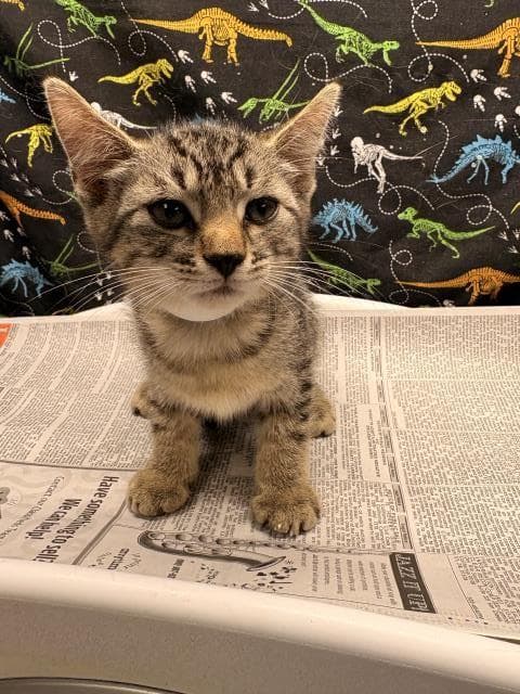 Gwen - Domestic Short Hair