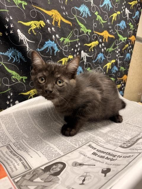 Miley - Domestic Short Hair