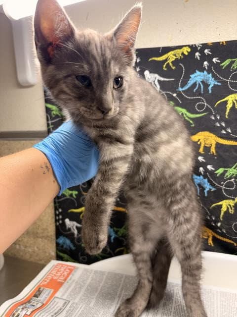 Luke - Domestic Short Hair