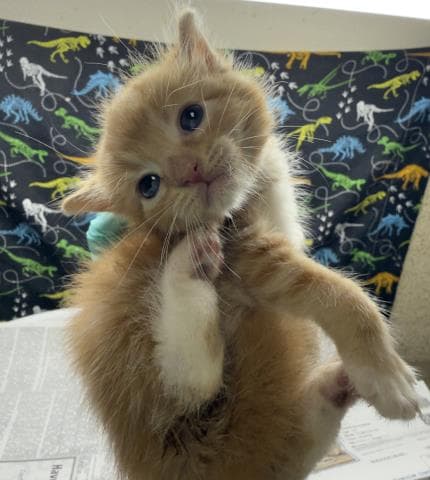 Butter - Domestic Short Hair