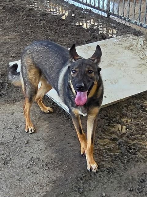 Ricky - German Shepherd Dog