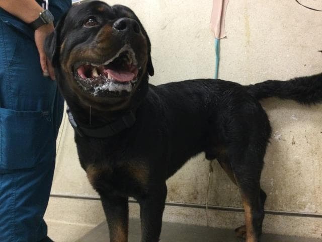 Hades - Rottweiler
