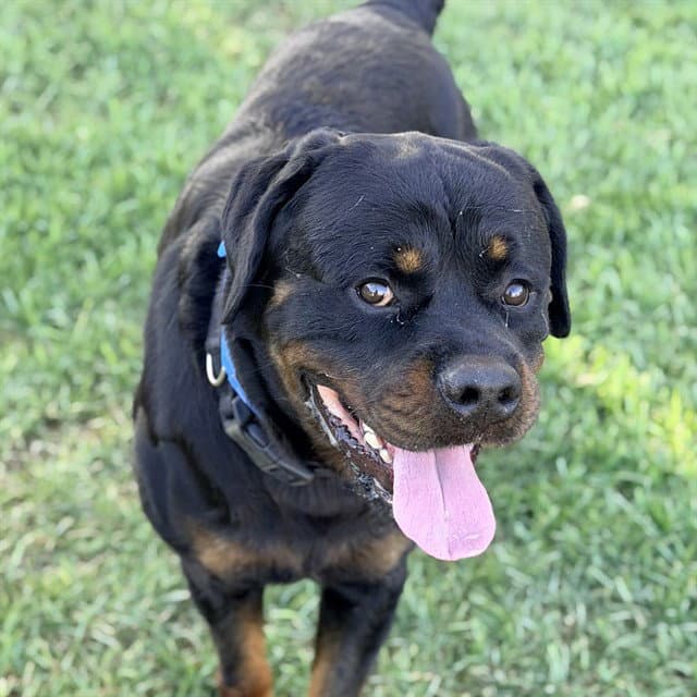 Hades - Rottweiler