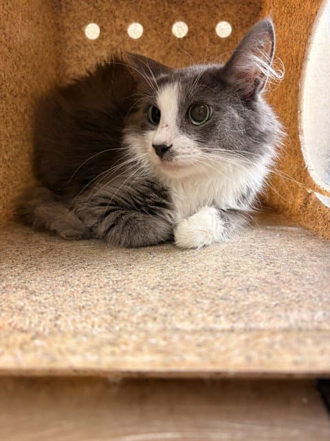Titi - Domestic Short Hair