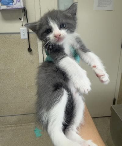 Celery - Domestic Short Hair