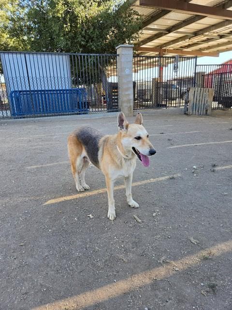 Freya - German Shepherd Dog