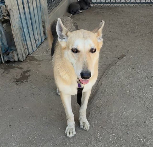 Freya - German Shepherd Dog