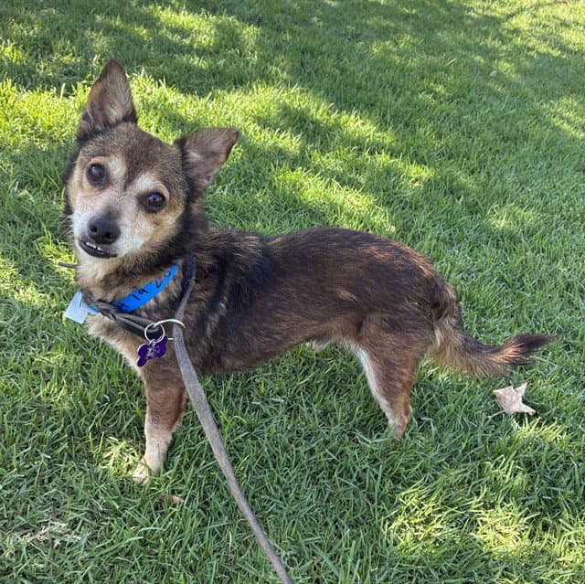 Unknown - Terrier