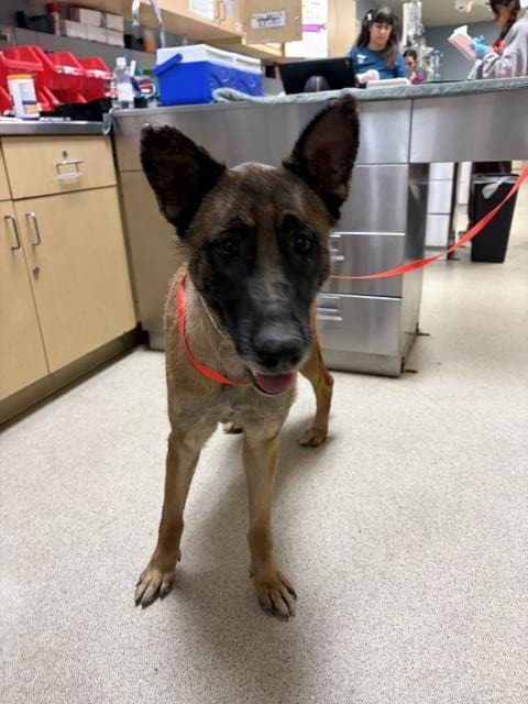 Nebula - Belgian Shepherd Malinois