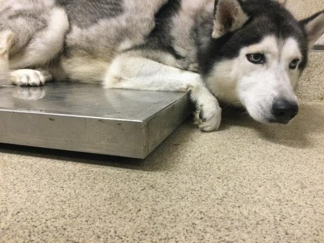 Pepper - Siberian Husky