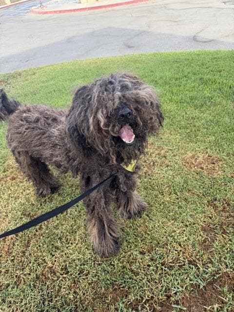 Wooly - Poodle (Standard)