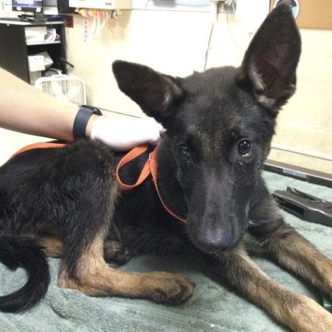Monkey - Belgian Shepherd Malinois