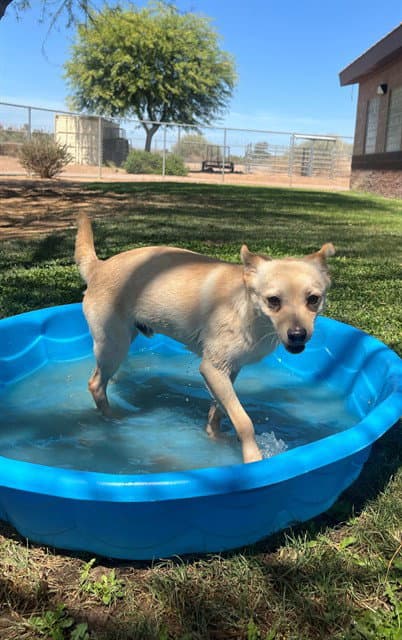 Linus - Chihuahua
