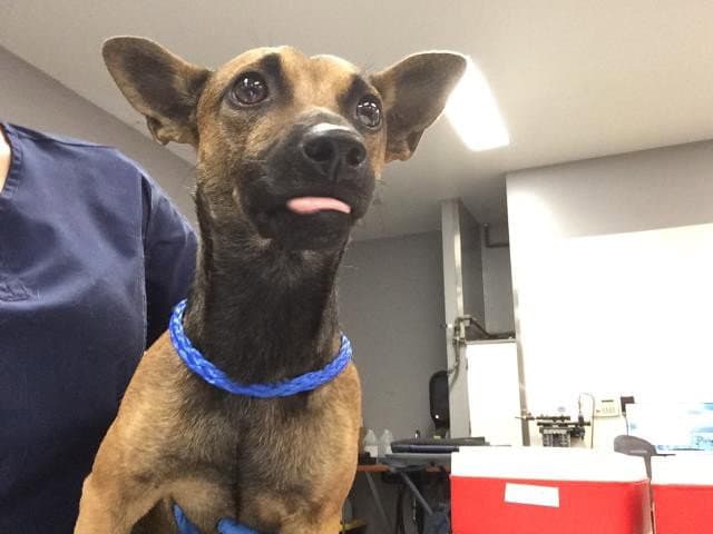 Jordan - Chihuahua