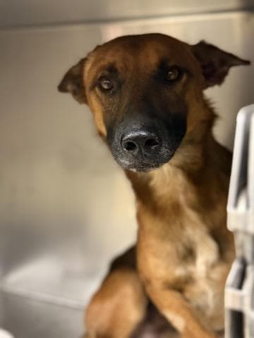 Russet - Belgian Shepherd Malinois