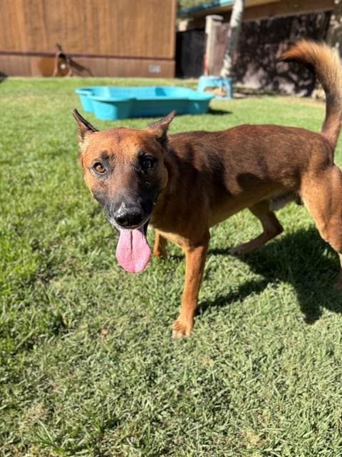 Russet - Belgian Shepherd Malinois