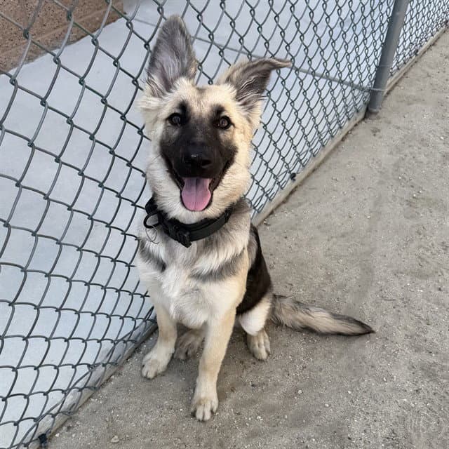 Lexi - German Shepherd Dog