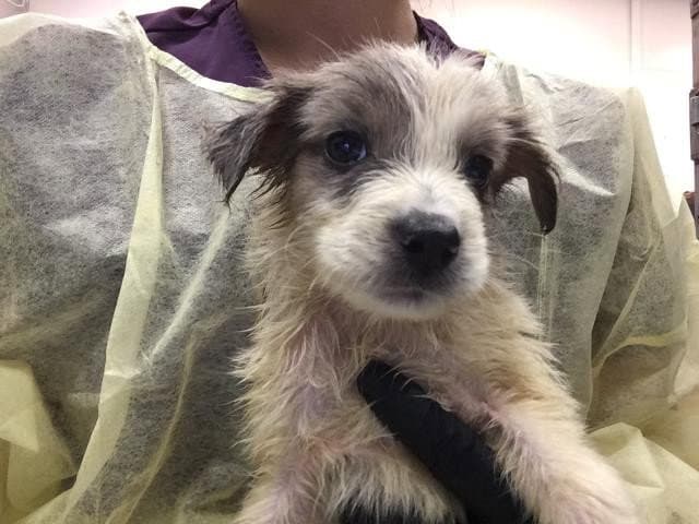 Choco - Australian Cattle Dog/Blue Heeler