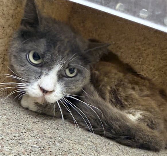 Josie - Domestic Short Hair