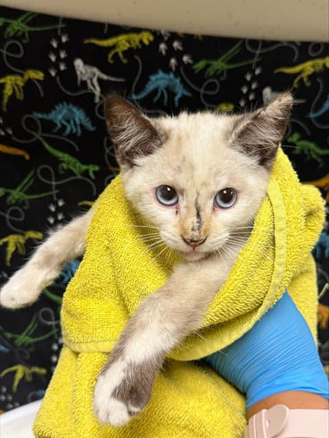 Starla - Domestic Short Hair