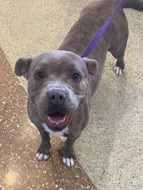 Chilli - Pit Bull Terrier