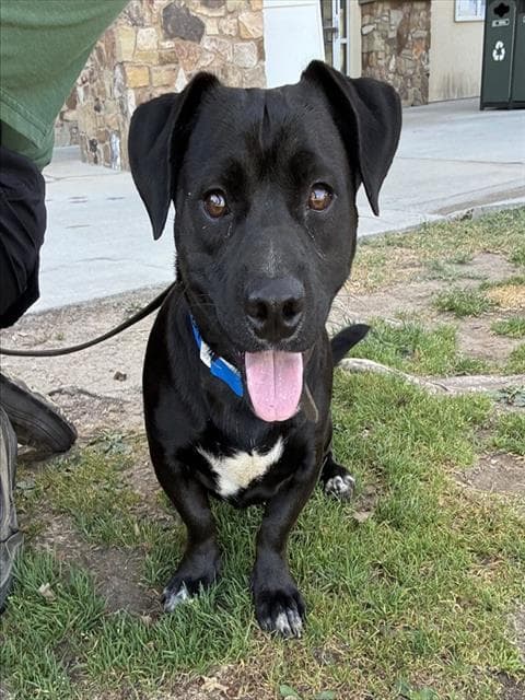 Plaz - Labrador Retriever