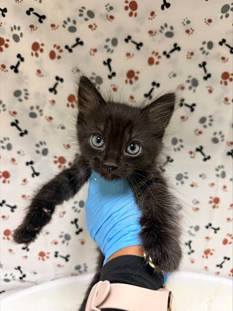 Unknown - Domestic Short Hair