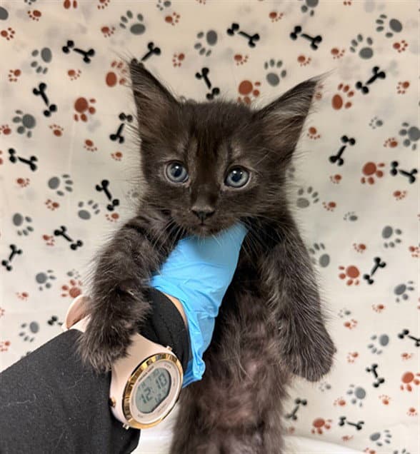 Unknown - Domestic Short Hair