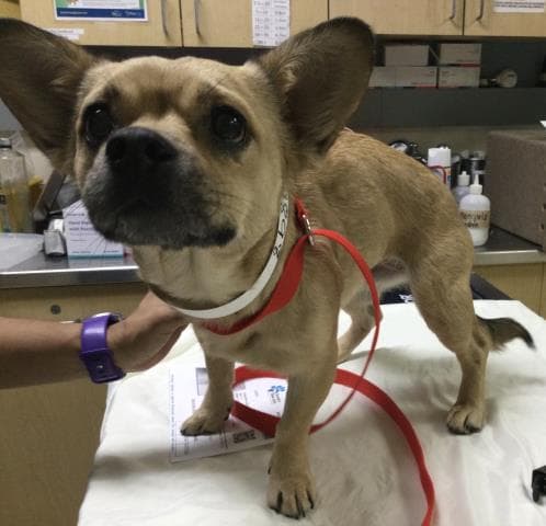 Lola - Chihuahua