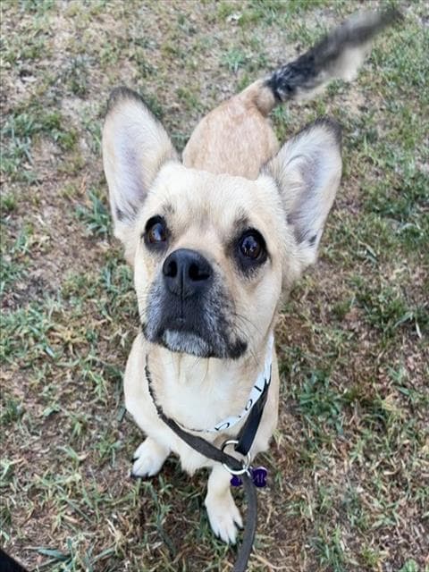 Lola - Chihuahua