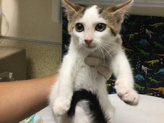 Billy - Domestic Short Hair