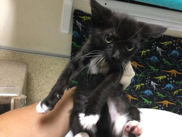 Blake - Domestic Short Hair