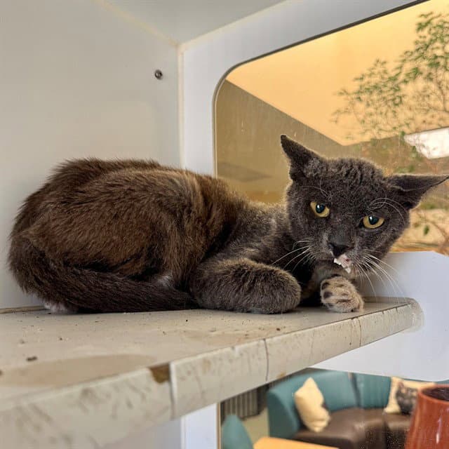 Tabasco - Domestic Short Hair