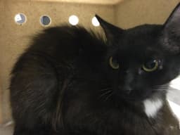 Gatita image 1