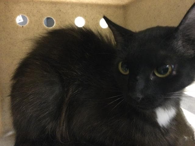Gatita - Domestic Long Hair