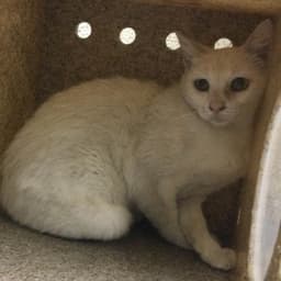 Fifi image 1
