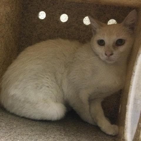 Fifi - Domestic Short Hair
