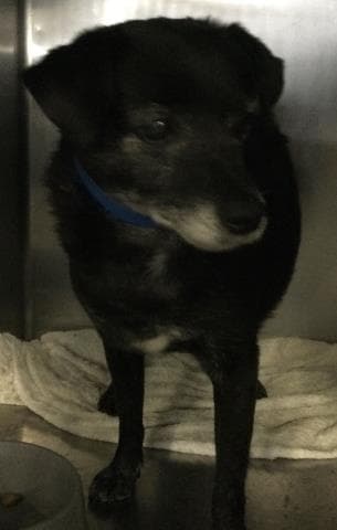 Jerry - Chihuahua
