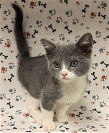 Vanelope - Domestic Short Hair