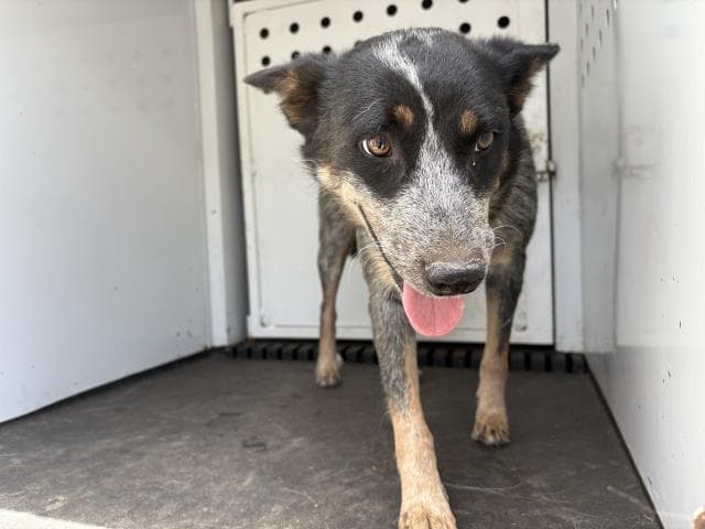Jean Grey - Australian Cattle Dog/Blue Heeler