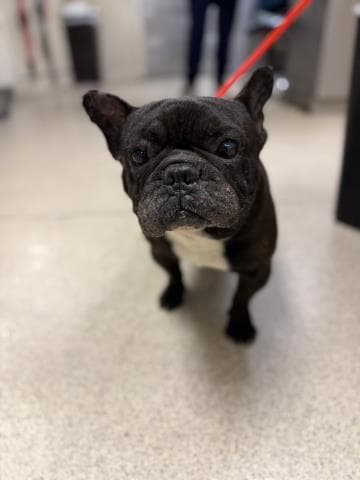 Unknown - French Bulldog