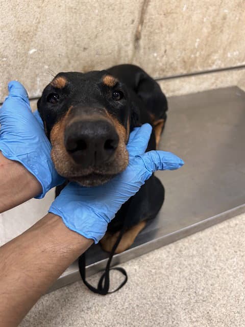 Dior - Doberman Pinscher