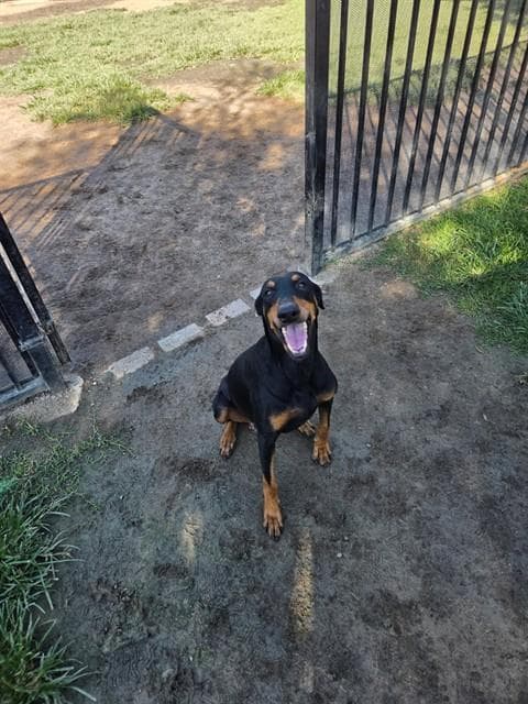 Dior - Doberman Pinscher