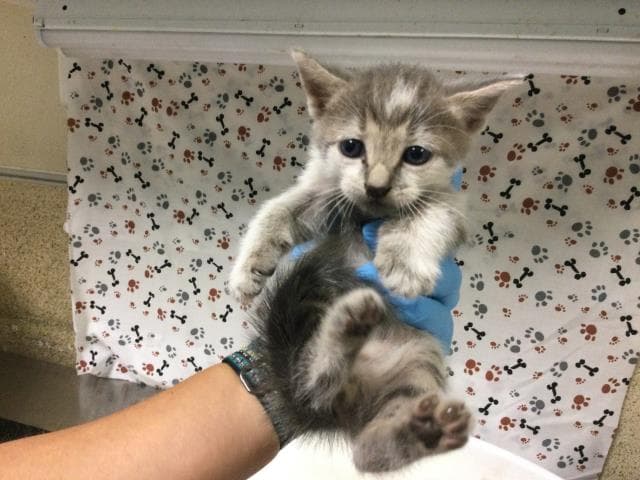 Stefan - Domestic Short Hair