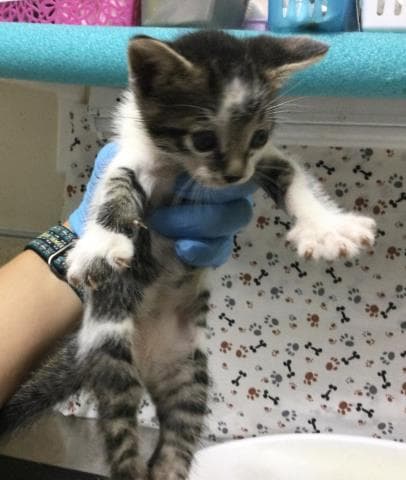 Damon - Domestic Short Hair