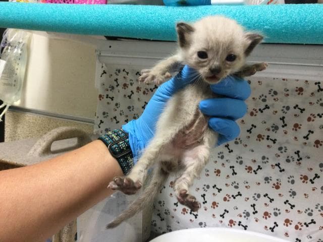 Unknown - Domestic Short Hair