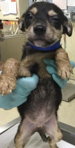 George - Terrier